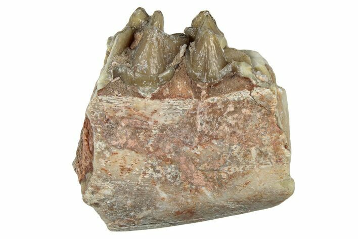 Fossil Oreodont (Merycoidodon) Jaw Section - South Dakota #300316